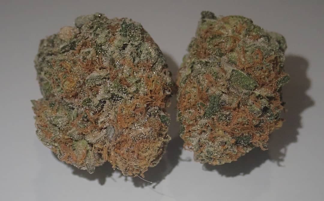 Jetzt erhältlich: Blue Zushi - Die exklusive Sorte von Growerschoice