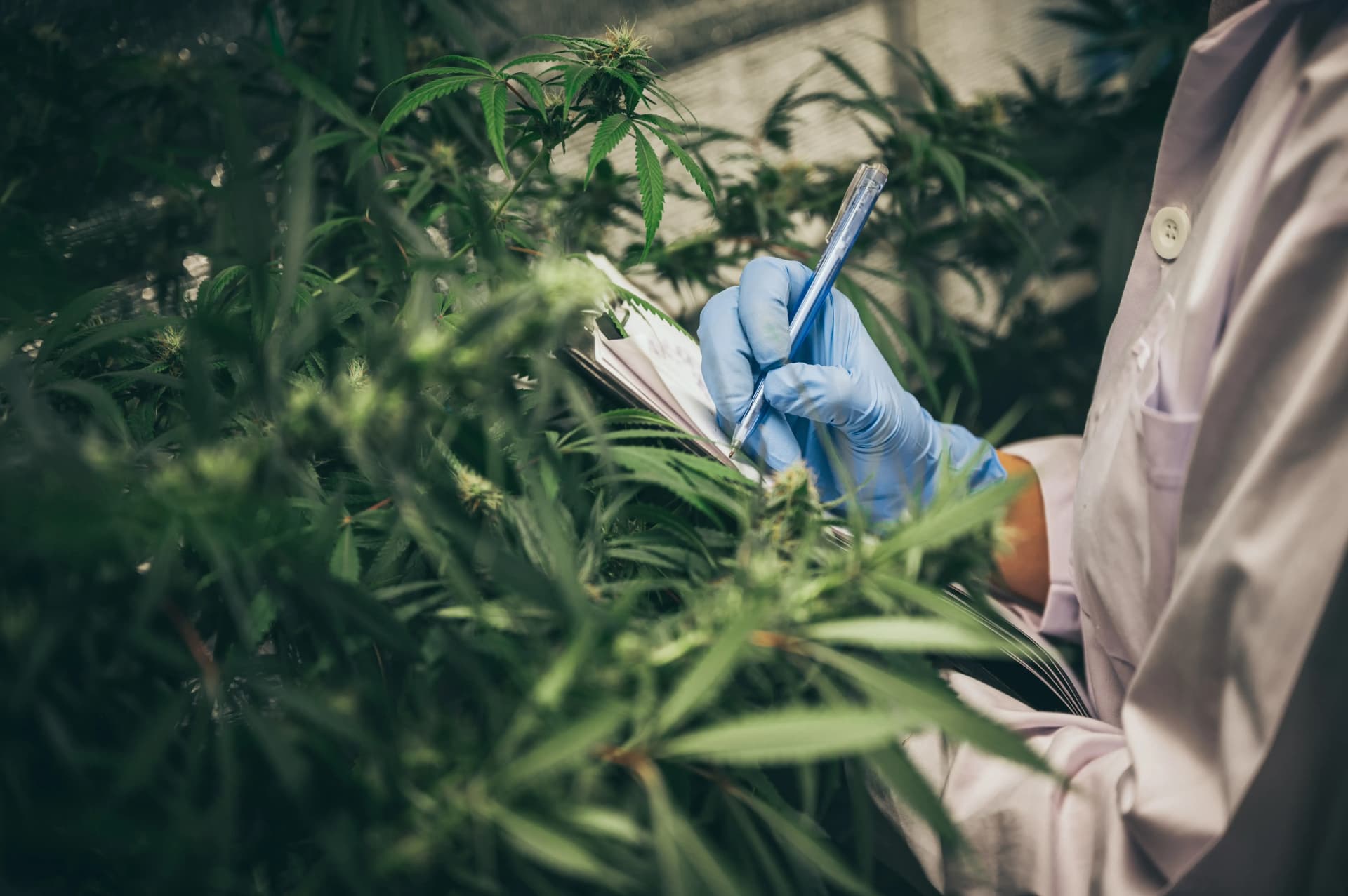 Qualität steht an erster Stelle – Cannabis Samen bestellen mit Vertrauen