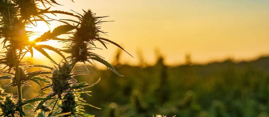 CBD Blüten günstig kaufen – Worauf du achten solltest