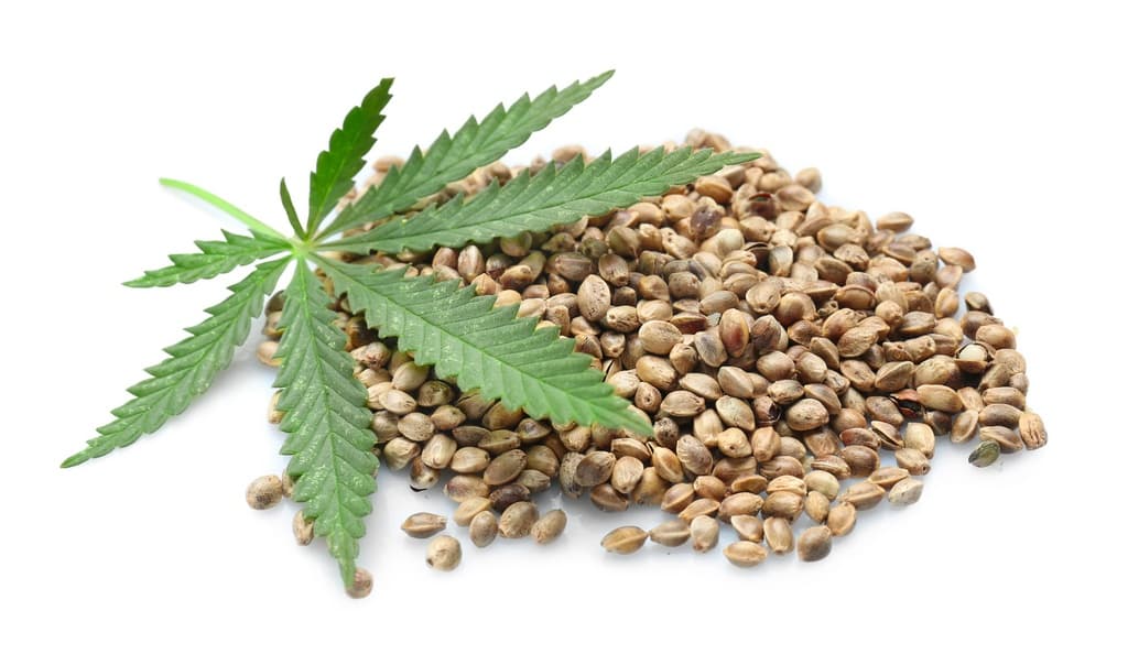 Ethnobotanische Studien über Cannabis Samen