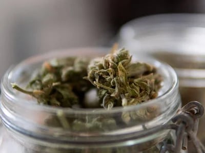 Qualität steht an erster Stelle – Cannabis Samen bestellen mit Vertrauen