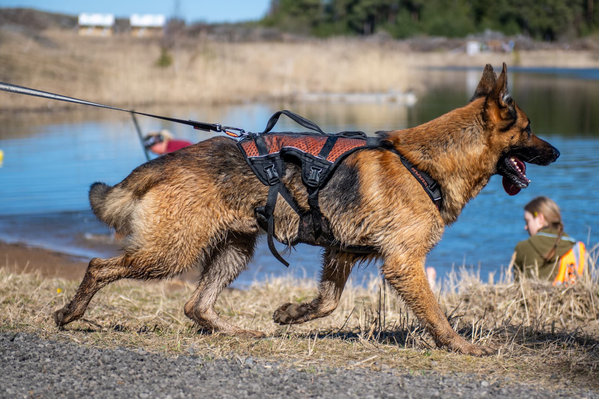 Canine Couture: Stilvolle Hundebekleidung für jeden Anlass