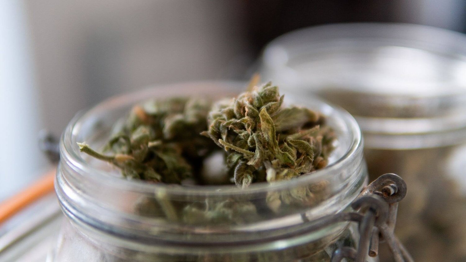 Qualität steht an erster Stelle – Cannabis Samen bestellen mit Vertrauen